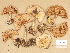  (Cortinarius cf. sulphurinus - H6032420)  @11 [ ] Copyright (2012) Diana Weckman Botanical Museum, Finnish Museum of Natural History, University of Helsinki