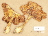 ( - H6032752)  @11 [ ] Copyright (2012) Diana Weckman Botanical Museum, Finnish Museum of Natural History, University of Helsinki