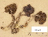  ( - H6033518)  @11 [ ] Copyright (2012) Diana Weckman Botanical Museum, Finnish Museum of Natural History, University of Helsinki