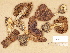  (Cortinarius aff. subbalaustinus - H6033537)  @11 [ ] Copyright (2012) Diana Weckman Botanical Museum, Finnish Museum of Natural History, University of Helsinki