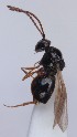  (Trybliographa mandibularis - FCYN-000006)  @11 [ ] CreativeCommons - Attribution Non-Commercial (2013) Marko Mutanen University of Oulu