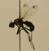  ( - MZH_HP.1098)  @12 [ ] CreativeCommons - Attribution Non-Commercial No Derivatives (2013) Hanna Koivula Finnish Museum of Natural History