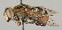  (Anasimyia lunulata - MZH_HP.10)  @14 [ ] CreativeCommons - Attribution Non-Commercial No Derivatives (2011) Finnish Museum of Natural History Finnish Museum of Natural History
