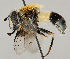  ( - MZH_HP.14)  @14 [ ] CreativeCommons - Attribution Non-Commercial No Derivatives (2011) Finnish Museum of Natural History Finnish Museum of Natural History