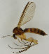  ( - MZH_HP.1542)  @11 [ ] CreativeCommons - Attribution Non-Commercial No Derivatives (2013) Hanna Koivula Finnish Museum of Natural History