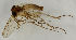  (Trichonta subterminalis - MZH_HP.1561)  @13 [ ] CreativeCommons - Attribution Non-Commercial No Derivatives (2013) Hanna Koivula Finnish Museum of Natural History