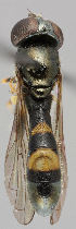  ( - MZH_HP.18)  @13 [ ] CreativeCommons - Attribution Non-Commercial No Derivatives (2011) Finnish Museum of Natural History Finnish Museum of Natural History