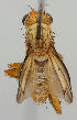  ( - MZH_HP.192)  @11 [ ] CreativeCommons - Attribution Non-Commercial No Derivatives (2011) Finnish Museum of Natural History Finnish Museum of Natural History