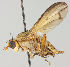  ( - MZH_HP.192)  @11 [ ] CreativeCommons - Attribution Non-Commercial No Derivatives (2011) Finnish Museum of Natural History Finnish Museum of Natural History