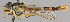  ( - MZH_HP.1)  @14 [ ] CreativeCommons - Attribution Non-Commercial No Derivatives (2011) Finnish Museum of Natural History Finnish Museum of Natural History