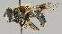 (Eristalis rupium - MZH_HP.219)  @15 [ ] CreativeCommons - Attribution Non-Commercial No Derivatives (2011) Finnish Museum of Natural History Finnish Museum of Natural History