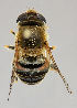  ( - MZH_HP.220)  @14 [ ] CreativeCommons - Attribution Non-Commercial No Derivatives (2011) Finnish Museum of Natural History Finnish Museum of Natural History