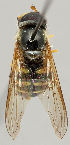  ( - MZH_HP.22)  @14 [ ] CreativeCommons - Attribution Non-Commercial No Derivatives (2011) Finnish Museum of Natural History Finnish Museum of Natural History