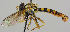  ( - MZH_HP.230)  @13 [ ] CreativeCommons - Attribution Non-Commercial No Derivatives (2011) Finnish Museum of Natural History Finnish Museum of Natural History