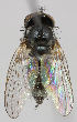  ( - MZH_HP.249)  @13 [ ] CreativeCommons - Attribution Non-Commercial No Derivatives (2011) Finnish Museum of Natural History Finnish Museum of Natural History