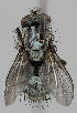  ( - MZH_HP.252)  @14 [ ] CreativeCommons - Attribution Non-Commercial No Derivatives (2011) Finnish Museum of Natural History Finnish Museum of Natural History