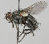  ( - MZH_HP.252)  @14 [ ] CreativeCommons - Attribution Non-Commercial No Derivatives (2011) Finnish Museum of Natural History Finnish Museum of Natural History
