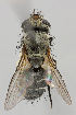  (Actia lamia - MZH_HP.259)  @14 [ ] CreativeCommons - Attribution Non-Commercial No Derivatives (2011) Finnish Museum of Natural History Finnish Museum of Natural History