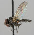  ( - MZH_HP.260)  @14 [ ] CreativeCommons - Attribution Non-Commercial No Derivatives (2011) Finnish Museum of Natural History Finnish Museum of Natural History