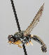  (Chyliza annulipes - MZH_HP.261)  @14 [ ] CreativeCommons - Attribution Non-Commercial No Derivatives (2011) Finnish Museum of Natural History Finnish Museum of Natural History