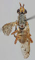  ( - MZH_HP.263)  @14 [ ] CreativeCommons - Attribution Non-Commercial No Derivatives (2011) Finnish Museum of Natural History Finnish Museum of Natural History