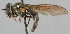  ( - MZH_HP.44)  @14 [ ] CreativeCommons - Attribution Non-Commercial No Derivatives (2011) Finnish Museum of Natural History Finnish Museum of Natural History