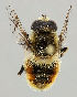  ( - MZH_HP.46)  @13 [ ] CreativeCommons - Attribution Non-Commercial No Derivatives (2011) Finnish Museum of Natural History Finnish Museum of Natural History