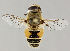  (Eristalis arbustorum - MZH_HP.47)  @14 [ ] CreativeCommons - Attribution Non-Commercial No Derivatives (2011) Finnish Museum of Natural History Finnish Museum of Natural History