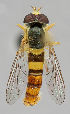  ( - MZH_HP.4)  @13 [ ] CreativeCommons - Attribution Non-Commercial No Derivatives (2011) Finnish Museum of Natural History Finnish Museum of Natural History