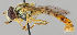  (Sphaerophoria taeniata - MZH_HP.4)  @14 [ ] CreativeCommons - Attribution Non-Commercial No Derivatives (2011) Finnish Museum of Natural History Finnish Museum of Natural History
