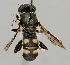  ( - MZH_HP.58)  @13 [ ] CreativeCommons - Attribution Non-Commercial No Derivatives (2011) Finnish Museum of Natural History Finnish Museum of Natural History