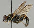  ( - MZH_HP.58)  @14 [ ] CreativeCommons - Attribution Non-Commercial No Derivatives (2011) Finnish Museum of Natural History Finnish Museum of Natural History