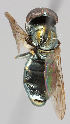  ( - MZH_HP.60)  @14 [ ] CreativeCommons - Attribution Non-Commercial No Derivatives (2011) Finnish Museum of Natural History Finnish Museum of Natural History