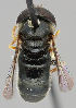  ( - MZH_HP.62)  @13 [ ] CreativeCommons - Attribution Non-Commercial No Derivatives (2011) Finnish Museum of Natural History Finnish Museum of Natural History