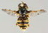  (Sericomyia silentis - MZH_HP.84)  @15 [ ] CreativeCommons - Attribution Non-Commercial No Derivatives (2011) Finnish Museum of Natural History Finnish Museum of Natural History