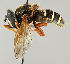 (Sericomyia lappona - MZH_HP.85)  @14 [ ] CreativeCommons - Attribution Non-Commercial No Derivatives (2011) Finnish Museum of Natural History Finnish Museum of Natural History
