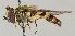  ( - MZH_HP.93)  @14 [ ] CreativeCommons - Attribution Non-Commercial No Derivatives (2011) Finnish Museum of Natural History Finnish Museum of Natural History