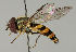  ( - MZH_HP.94)  @14 [ ] CreativeCommons - Attribution Non-Commercial No Derivatives (2011) Finnish Museum of Natural History Finnish Museum of Natural History