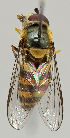  ( - MZH_HP.95)  @13 [ ] CreativeCommons - Attribution Non-Commercial No Derivatives (2011) Finnish Museum of Natural History Finnish Museum of Natural History