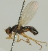  (Anthomyza socculata - JKA12-0605)  @11 [ ] CreativeCommons - Attribution Non-Commercial (2012) Marko Mutanen University of Oulu