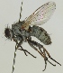  (Pseudocoenosia abnormis - JKA12-0811)  @11 [ ] CreativeCommons - Attribution Non-Commercial (2012) Marko Mutanen University of Oulu
