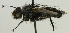  (Zeuxia subapennina - JP00351)  @11 [ ] CreativeCommons - Attribution Non-Commercial (2012) Marko Mutanen University of Oulu