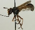  (Physocephala rufipes - JP00393)  @12 [ ] CreativeCommons - Attribution Non-Commercial (2012) Marko Mutanen University of Oulu