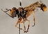  (Physocephala vittata - JP01037)  @11 [ ] CreativeCommons - Attribution Non-Commercial (2016) Marko Mutanen University of Oulu