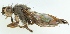  ( - MZH_GV.3108)  @13 [ ] CreativeCommons - Attribution Non-Commercial (2012) Marko Mutanen University of Oulu