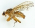  (Scathophaga spurca - MZH_GV.3258)  @14 [ ] CreativeCommons - Attribution Non-Commercial (2012) Marko Mutanen University of Oulu