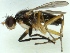  (Pteromicra angustipennis - MZH_GV.3558)  @13 [ ] CreativeCommons - Attribution Non-Commercial (2012) Marko Mutanen University of Oulu