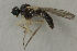  (Trichina flavipes - MZH_HP.1511)  @11 [ ] CreativeCommons - Attribution Non-Commercial No Derivatives (2013) Hanna Koivula Finnish Museum of Natural History