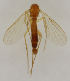  (Phronia fennica - MZH_HP.1674)  @11 [ ] CreativeCommons - Attribution Non-Commercial No Derivatives (2013) Hanna Koivula Finnish Museum of Natural History