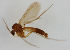  (Phronia willistoni - MZH_HP.1712)  @11 [ ] CreativeCommons - Attribution Non-Commercial No Derivatives (2013) Hanna Koivula Finnish Museum of Natural History